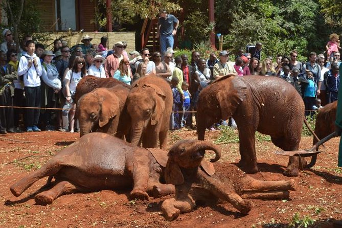 Giraffe Centre, Elephant Orphanage, and Bomas of Kenya Day Tour from Nairobi - Key points at a glance