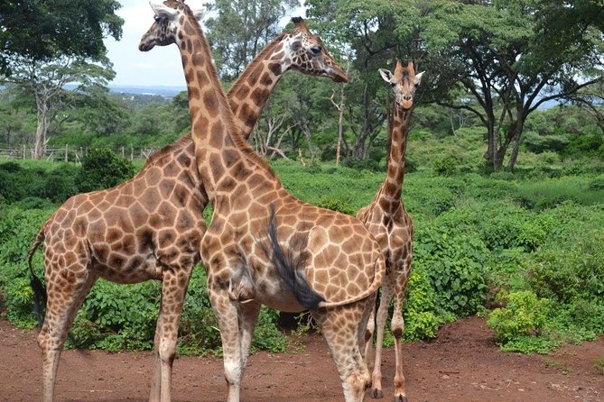 Giraffe Centre, Elephant Orphanage, and Bomas of Kenya Day Tour from Nairobi - Why this Nairobi day tour works