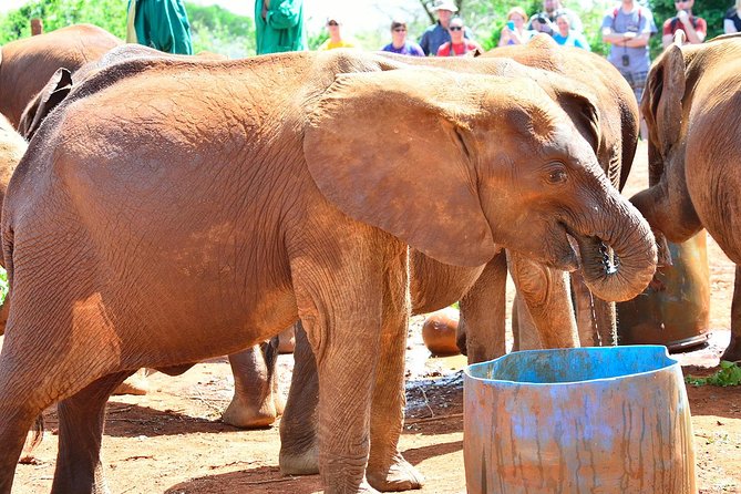 Giraffe Centre, Elephant Orphanage, and Bomas of Kenya Day Tour from Nairobi - What the $115 price really covers