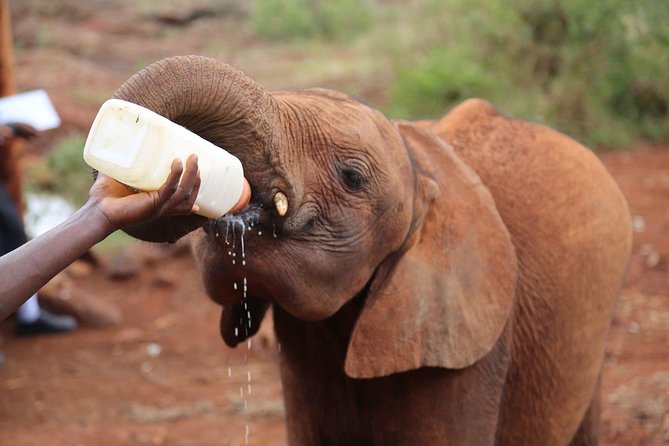 Giraffe Centre, Elephant Orphanage, National Museum & Beads Center - Why this Nairobi day tour works