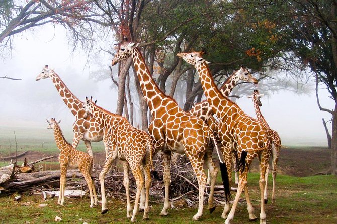 Giraffe Centre, Elephant Orphanage, National Museum & Beads Center - Meeting orphaned elephants at the Sheldrick Wildlife Trust