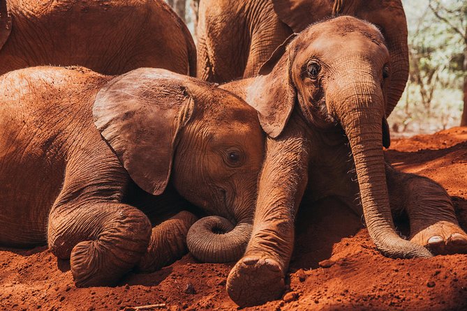 Giraffe Centre, Elephant Orphanage, National Museum & Beads Center - Where Snake Park fits into the day