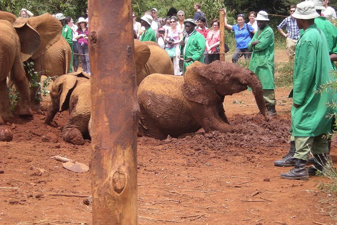 Giraffe Centre, Elephant Orphanage, National Museum & Beads Center - The guide can shape the whole day