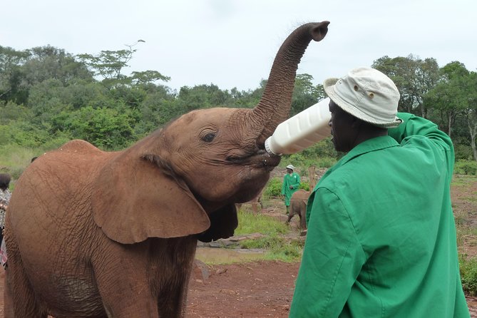Giraffe Centre, Elephant Orphanage, National Museum & Beads Center - Meeting Rothschild giraffes at the Giraffe Centre