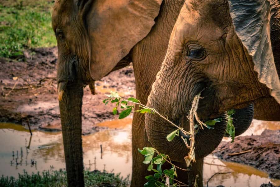 Giraffe, Elephant Orphanage - Kenyan song and dance at Bomas of Kenya