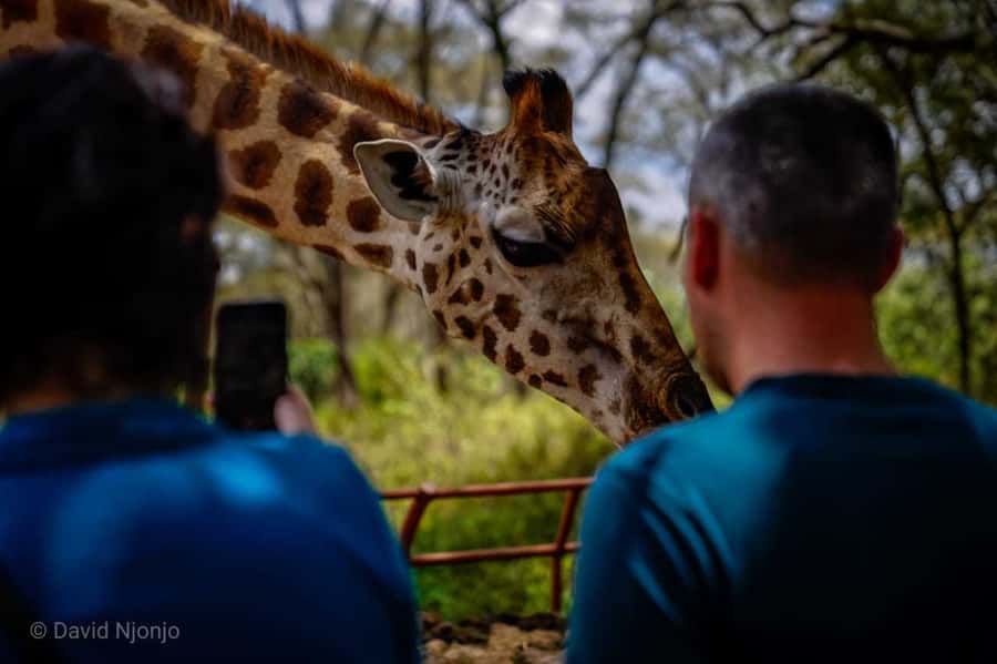 Giraffe, Elephant Orphanage - What the $155 price really covers