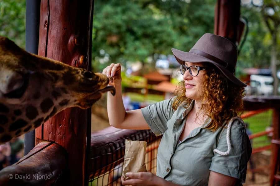 Giraffe, Elephant Orphanage - Meeting the Rothschild’s giraffes at the Giraffe Centre