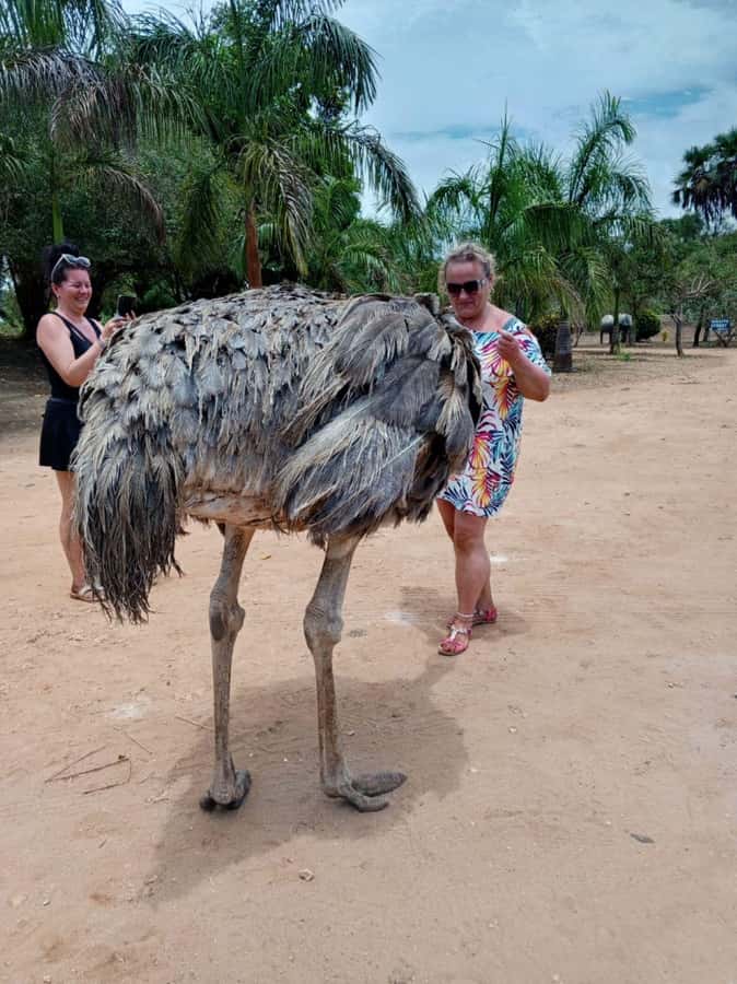 giraffe feeding - Key points to know before booking
