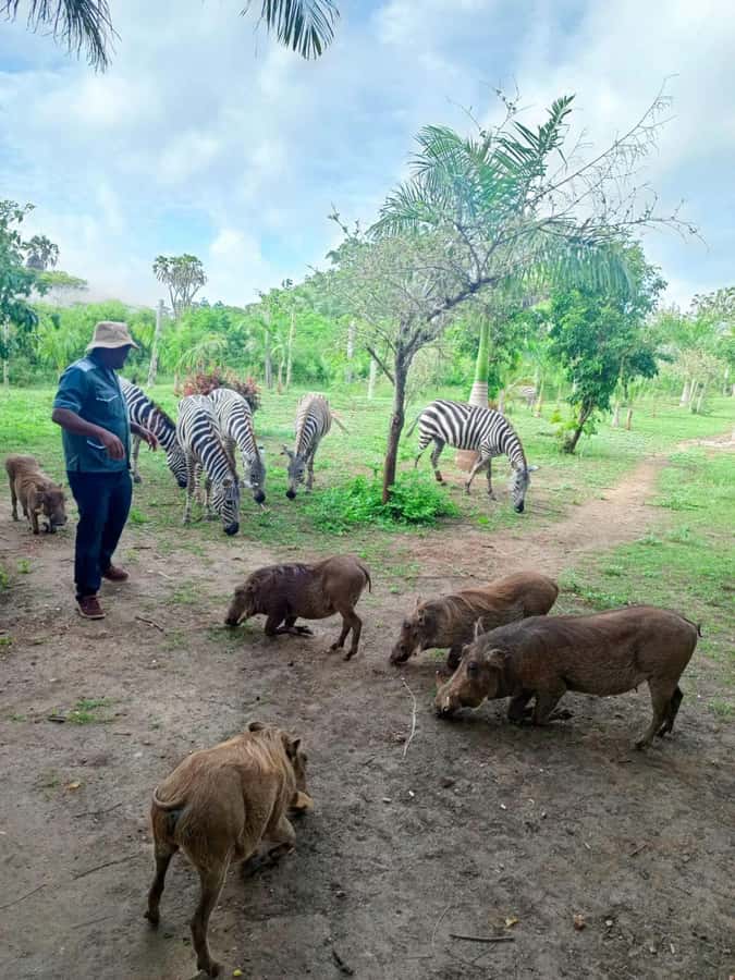 giraffe feeding - Ostriches, peacocks, buffaloes, and crocodiles