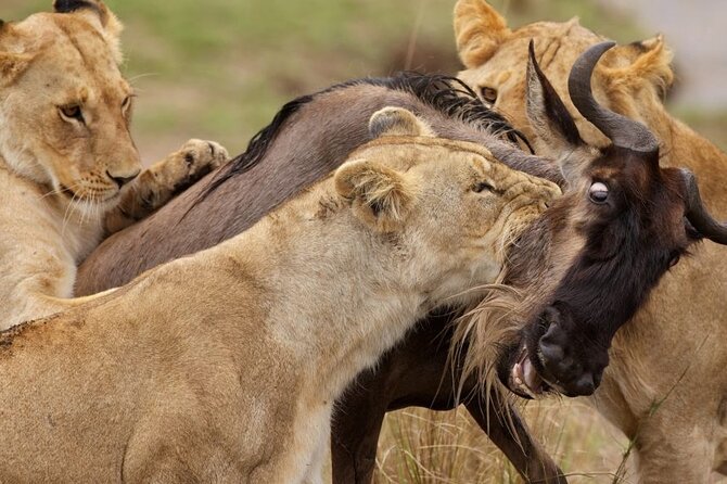 Great Wildebeest Migration Safari in Masai Mara - At a glance: what makes this safari different