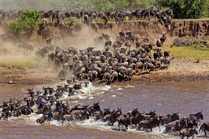 Great Wildebeest Migration Safari in Masai Mara - The migration season and what you may actually see
