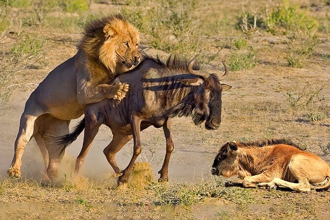 Great Wildebeest Migration Safari in Masai Mara - Day three: sunrise breakfast and the Mara River