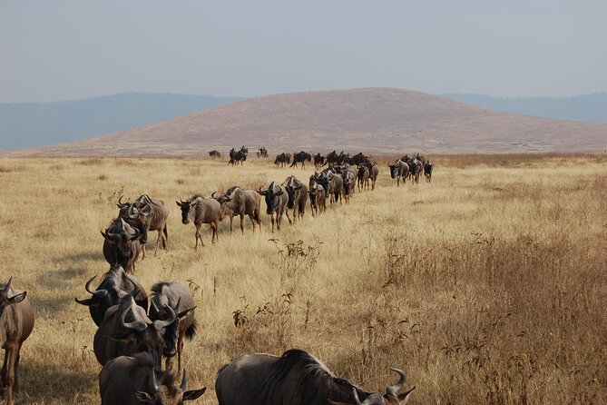 Great Wildebeest Migration Safari in Masai Mara - Day four: Maasai culture before the road to Nairobi