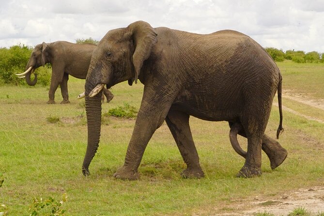 Great Wildebeest Migration Safari in Masai Mara - What the $1,430 price includes, and what it does not