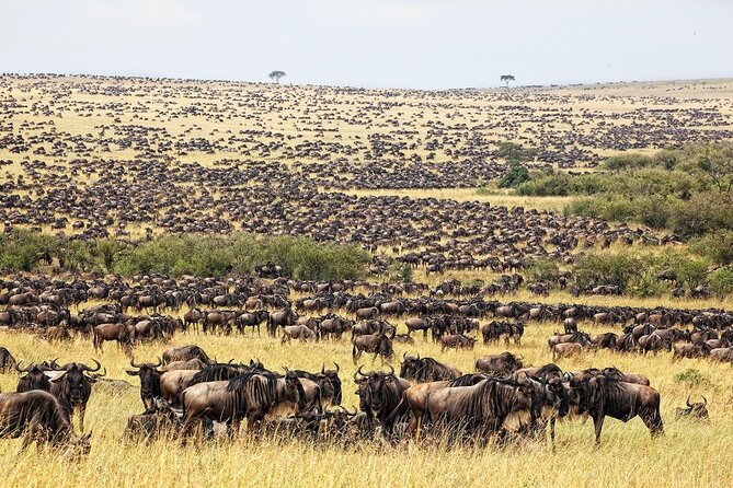 Great Wildebeest Migration Safari in Masai Mara - Day two: a full day among predators and herds
