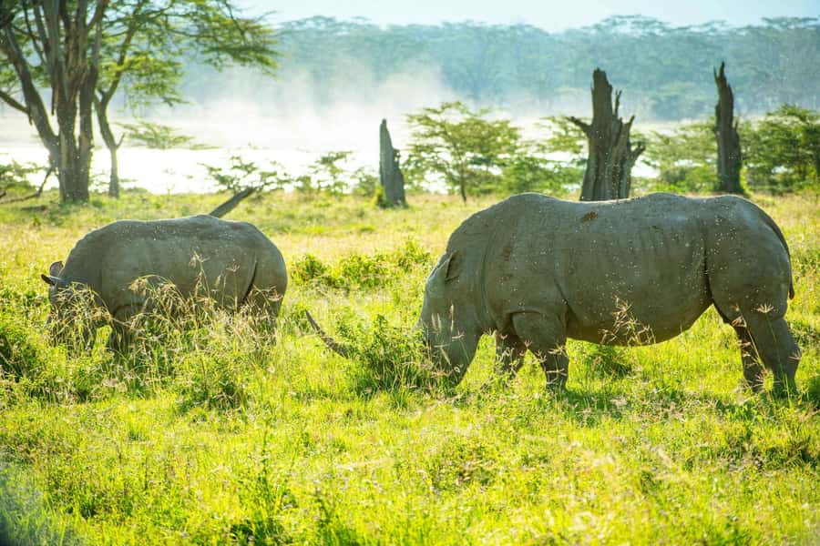 Group joining day trip to Lake Nakuru from Nairobi - Key points to know before you book