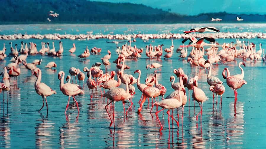 Group joining day trip to Lake Nakuru from Nairobi - Why Nakuru works as a Nairobi day trip