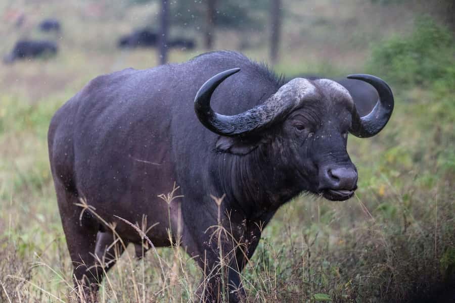 Group joining day trip to Lake Nakuru from Nairobi - Four hours inside Lake Nakuru National Park