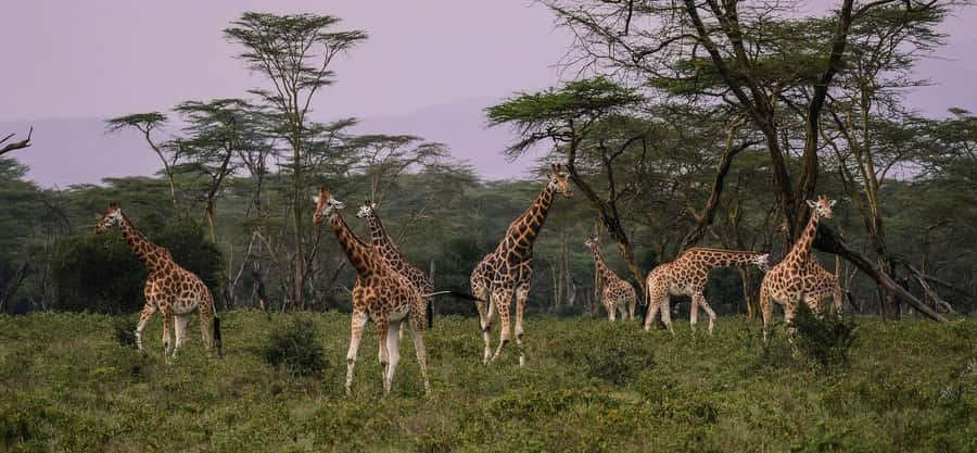 Group joining day trip to Lake Nakuru from Nairobi - Rhinos and other endangered wildlife