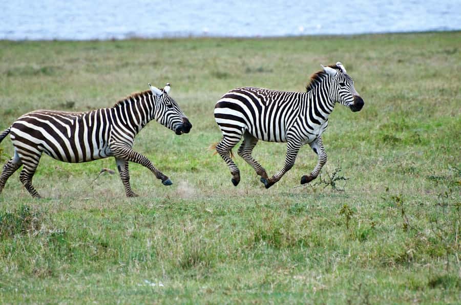 Group joining day trip to Lake Nakuru from Nairobi - Waterfall views and nature stops