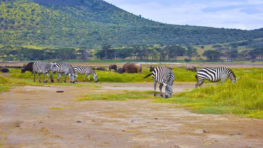 Group joining day trip to Lake Nakuru from Nairobi - The $235 reality, before lunch