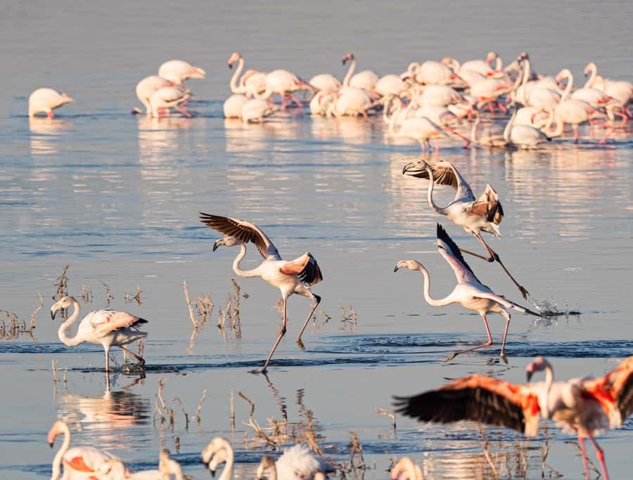 Group joining day trip to Lake Nakuru from Nairobi - Guides who shape the day