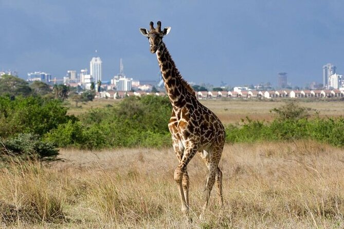 Group Joining Nairobi National Park and Giraffe Center - Key points at a glance