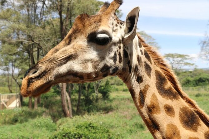 Group Joining Nairobi National Park and Giraffe Center - Meeting Rothschild giraffes at the Giraffe Centre
