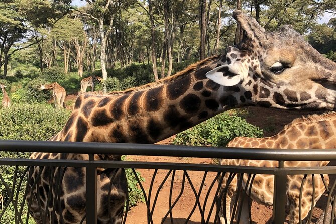 Half Day Excursion Tour in Nairobi - Key points to know before booking