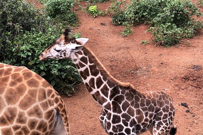 Half Day Excursion Tour in Nairobi - A compact way to meet Nairobi’s wildlife