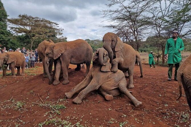 Half Day Excursion Tour in Nairobi - What the $40 price really buys you