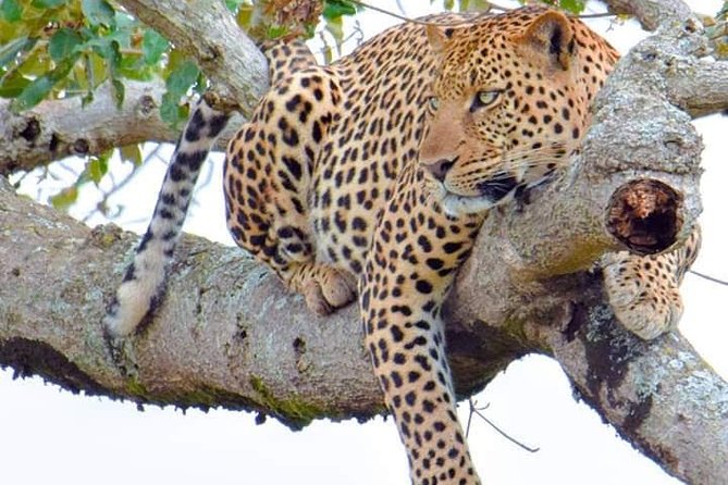Half-Day Game Drive in Nairobi National Park with Hotel Pickup - The 5:30 am hotel pickup