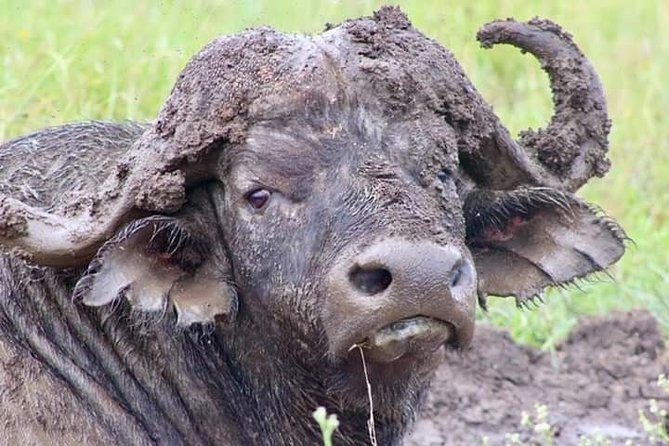 Half-Day Game Drive in Nairobi National Park with Hotel Pickup - Predators, with realistic expectations