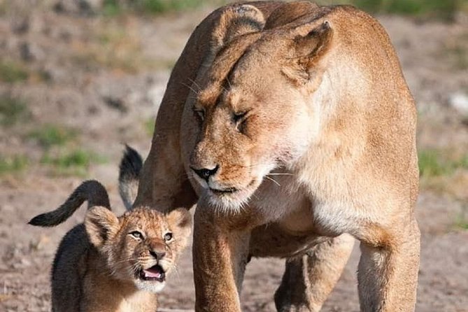 Half-Day Game Drive in Nairobi National Park with Hotel Pickup - The Mbagathi River and hippo pools