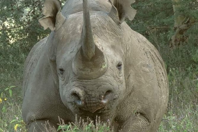 Half-Day Game Drive in Nairobi National Park with Hotel Pickup - Birds and smaller moments