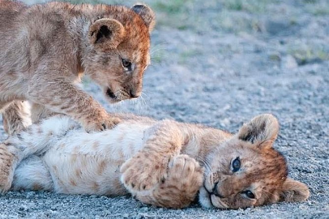 Half-Day Game Drive in Nairobi National Park with Hotel Pickup - What the $67 price really covers