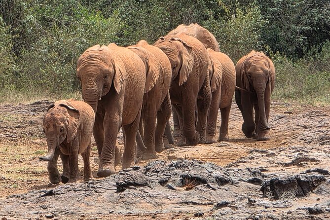 Half day guided tour in Nairobi National Park - Key points to know before booking