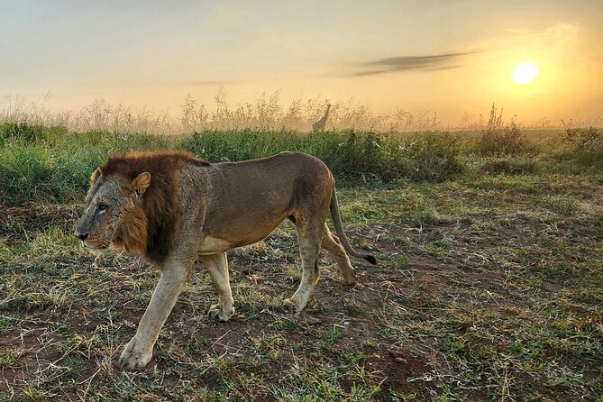 Half day guided tour in Nairobi National Park - Why Nairobi National Park works for a short safari