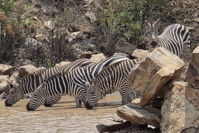 Half day guided tour in Nairobi National Park - Four hours among open grass plains