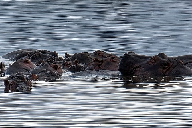 Half day guided tour in Nairobi National Park - Black rhinos, lions, cheetahs, and birdlife