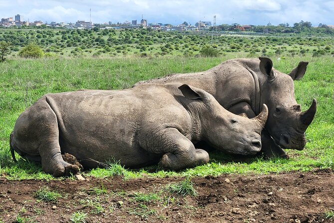 Half day guided tour in Nairobi National Park - The Nairobi skyline as a safari backdrop