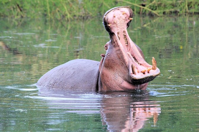 Half day guided tour in Nairobi National Park - Who will get the most from this tour