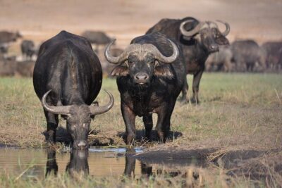 Half Day Guided Tour in Nairobi National Park With 4*4 Vehicle