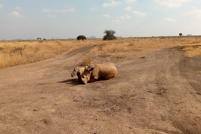 Half Day Morning or Afternoon Guided Tour : Nairobi National Park - Why Nairobi National Park works for a half-day