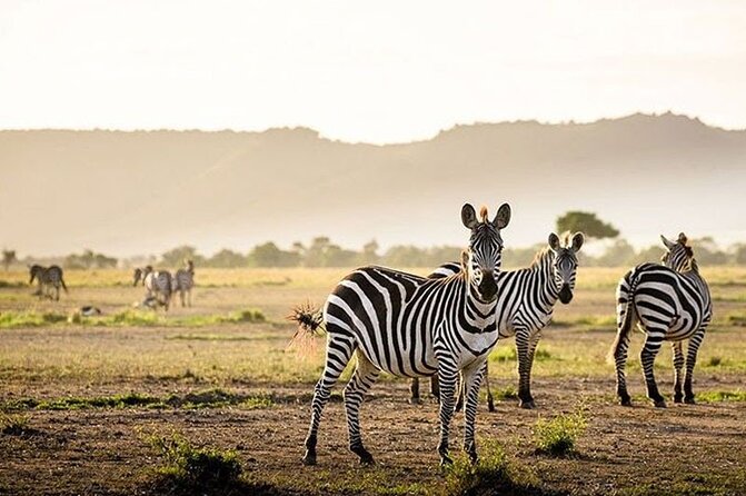 Half Day Morning or Afternoon Guided Tour : Nairobi National Park - The picnic area stop