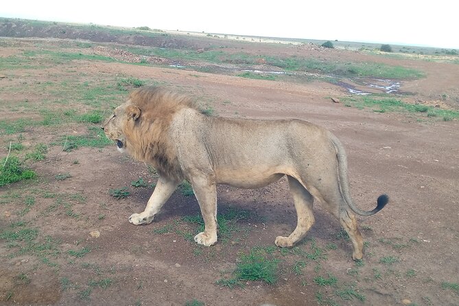 Half Day Morning or Afternoon Guided Tour : Nairobi National Park - The true price: $115 before food