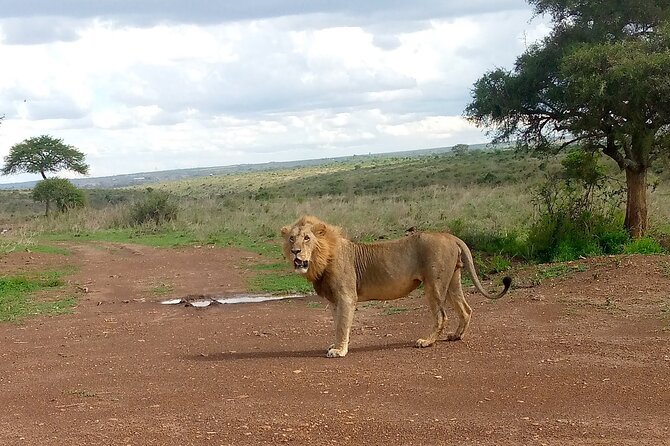 Half Day Morning or Afternoon Guided Tour : Nairobi National Park - Who will get the most from this tour