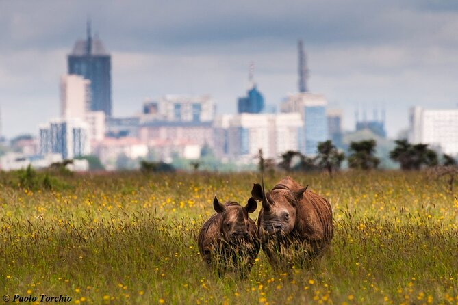 Half Day Nairobi National park - Wildlife expectations: exciting, but never guaranteed
