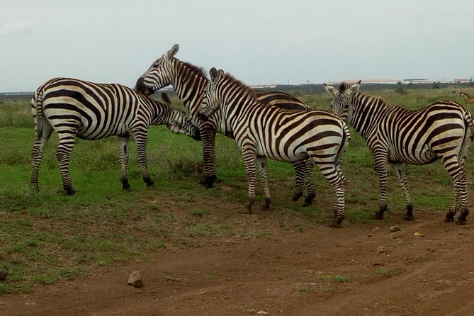 Half Day Nairobi National park - Pickup, comfort, and practical planning