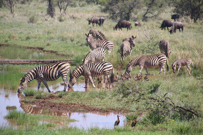 Half-Day Nairobi National Park and Maasai Market with Pick up - Nairobi National Park with the city in view